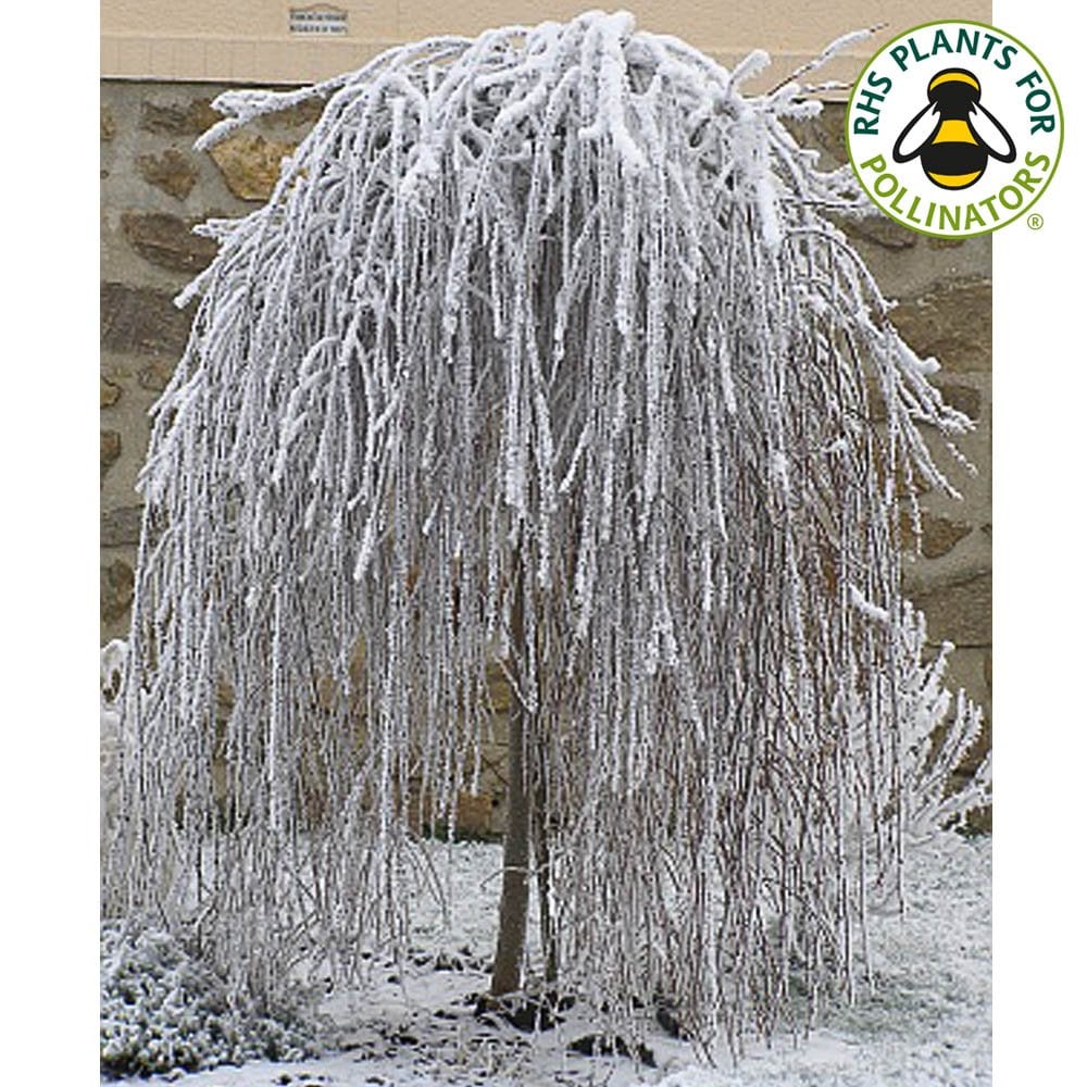 Salix caprea 'Pendula' Tree - Image 2