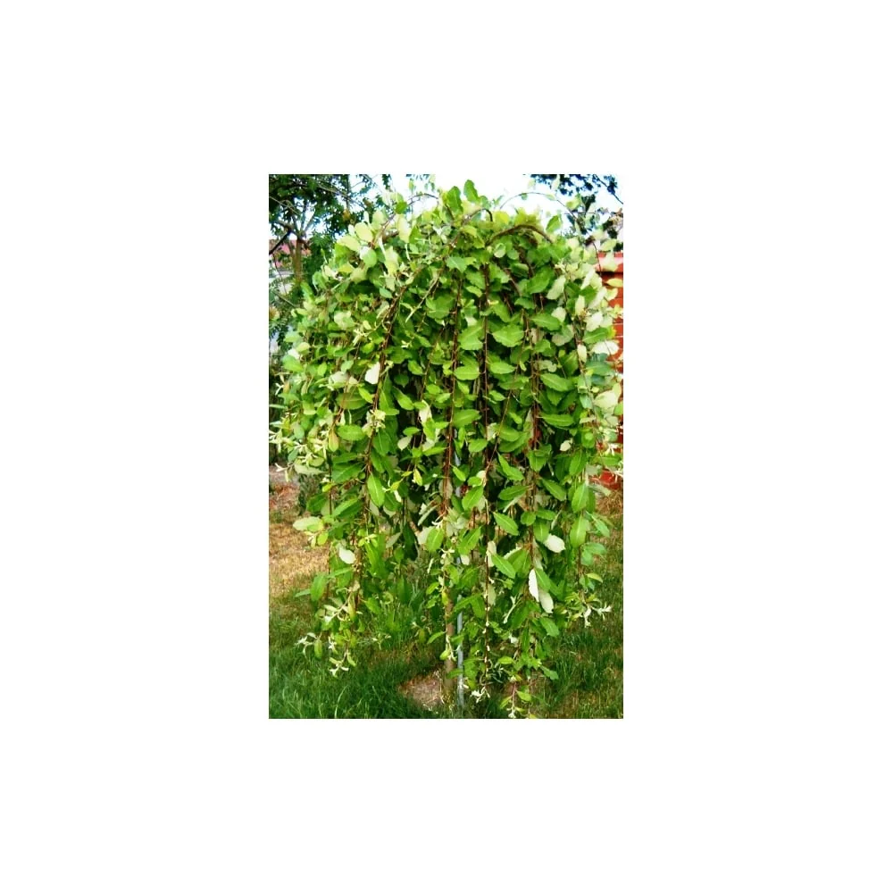 Salix caprea 'Pendula' Tree - Image 3