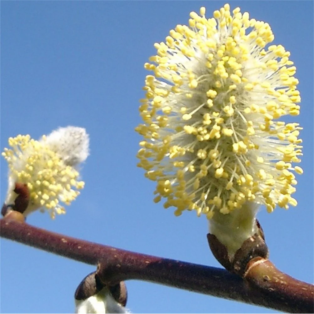 Salix caprea 'Pendula' Tree - Image 4