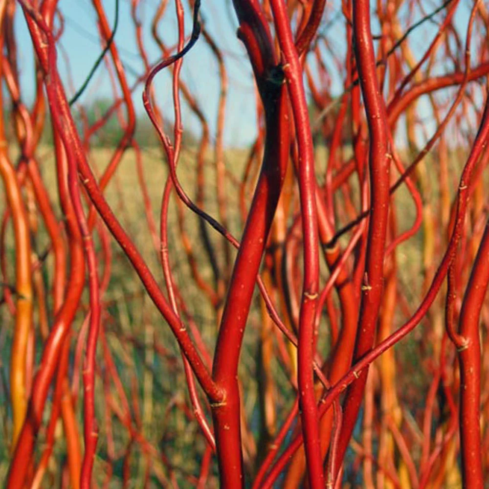 Salix 'Erythroflexuosa' Tree