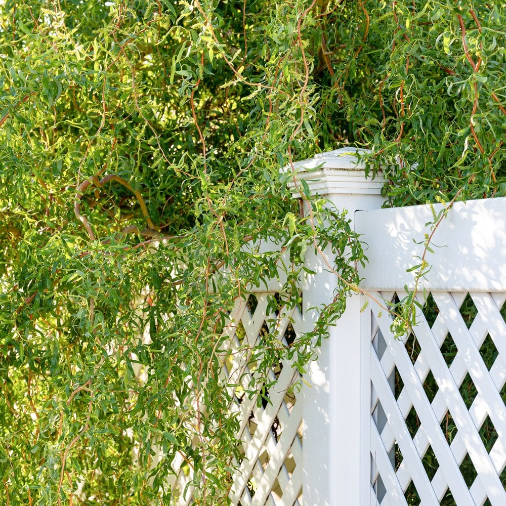 Salix 'Erythroflexuosa' Tree - Image 2