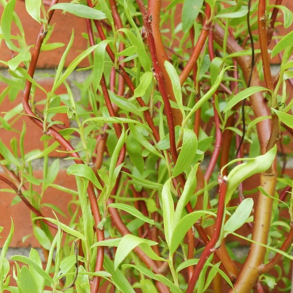 Salix 'Erythroflexuosa' Tree - Image 3
