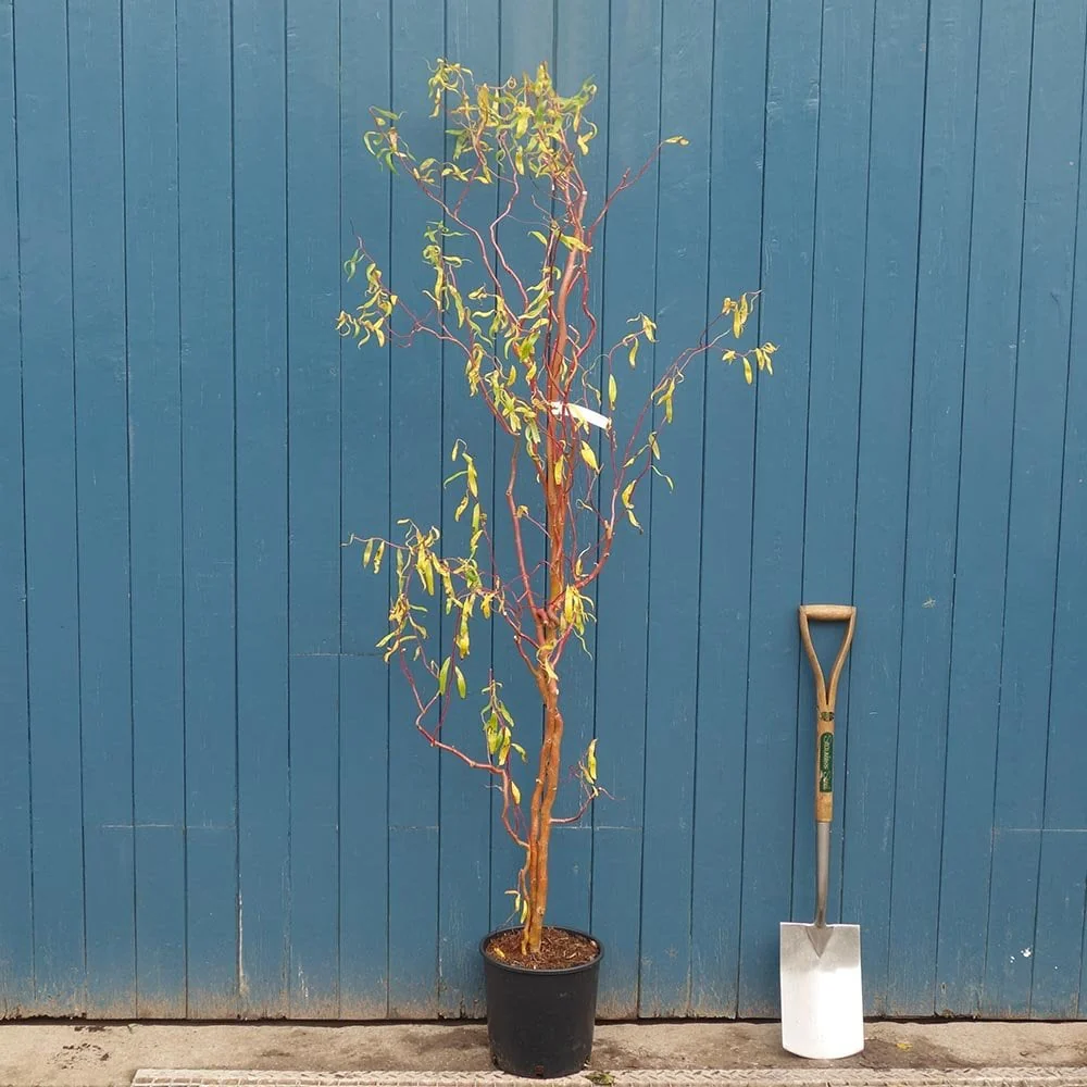 Salix 'Erythroflexuosa' Tree - Image 4