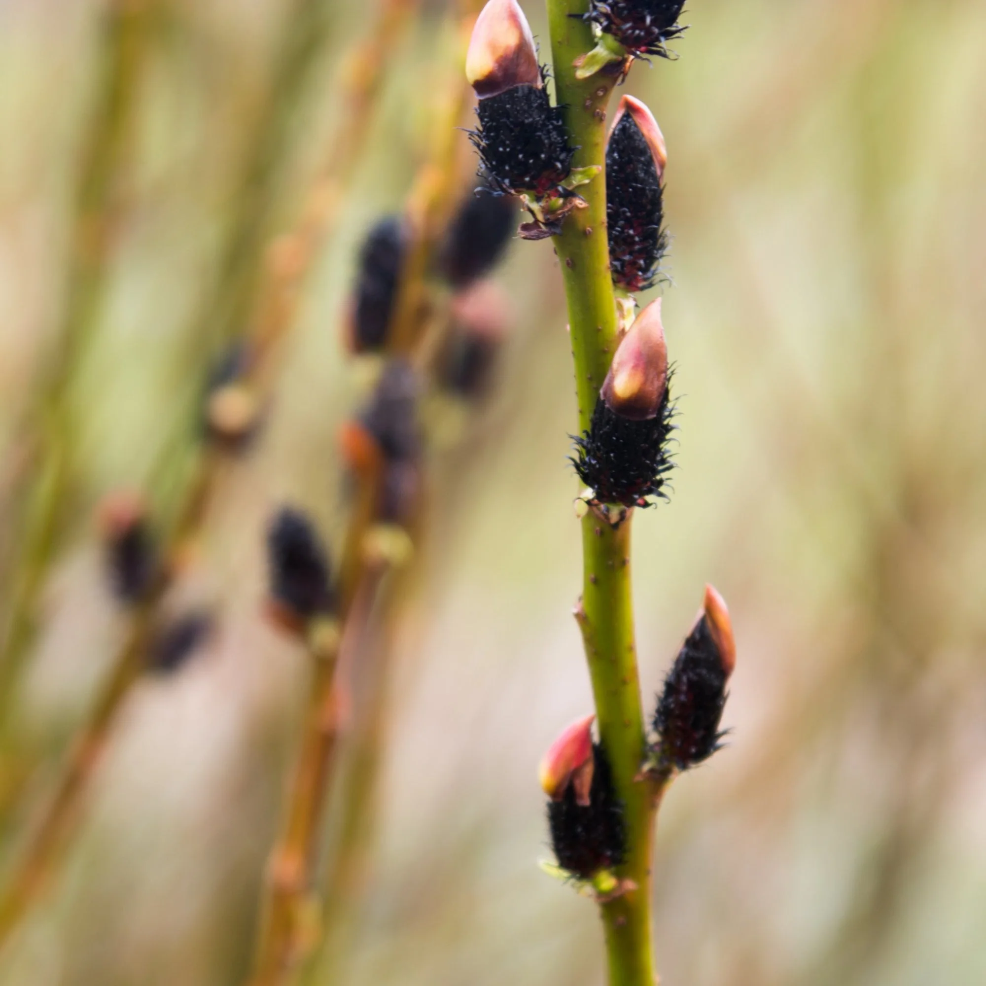 Salix gracilistyla 'Melanostachys'