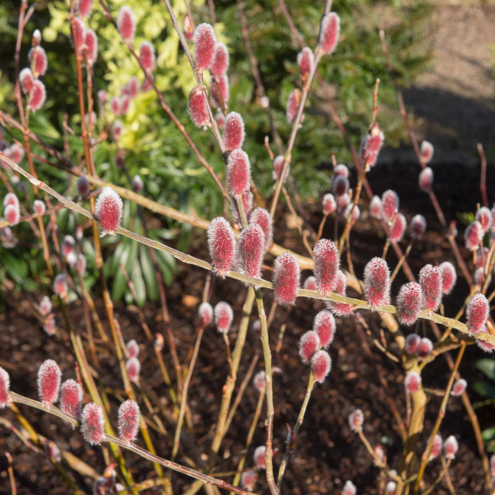 Salix gracilistyla 'Mount Aso' Tree