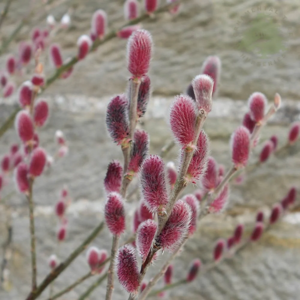 Salix gracilistyla 'Mount Aso' Tree - Image 2