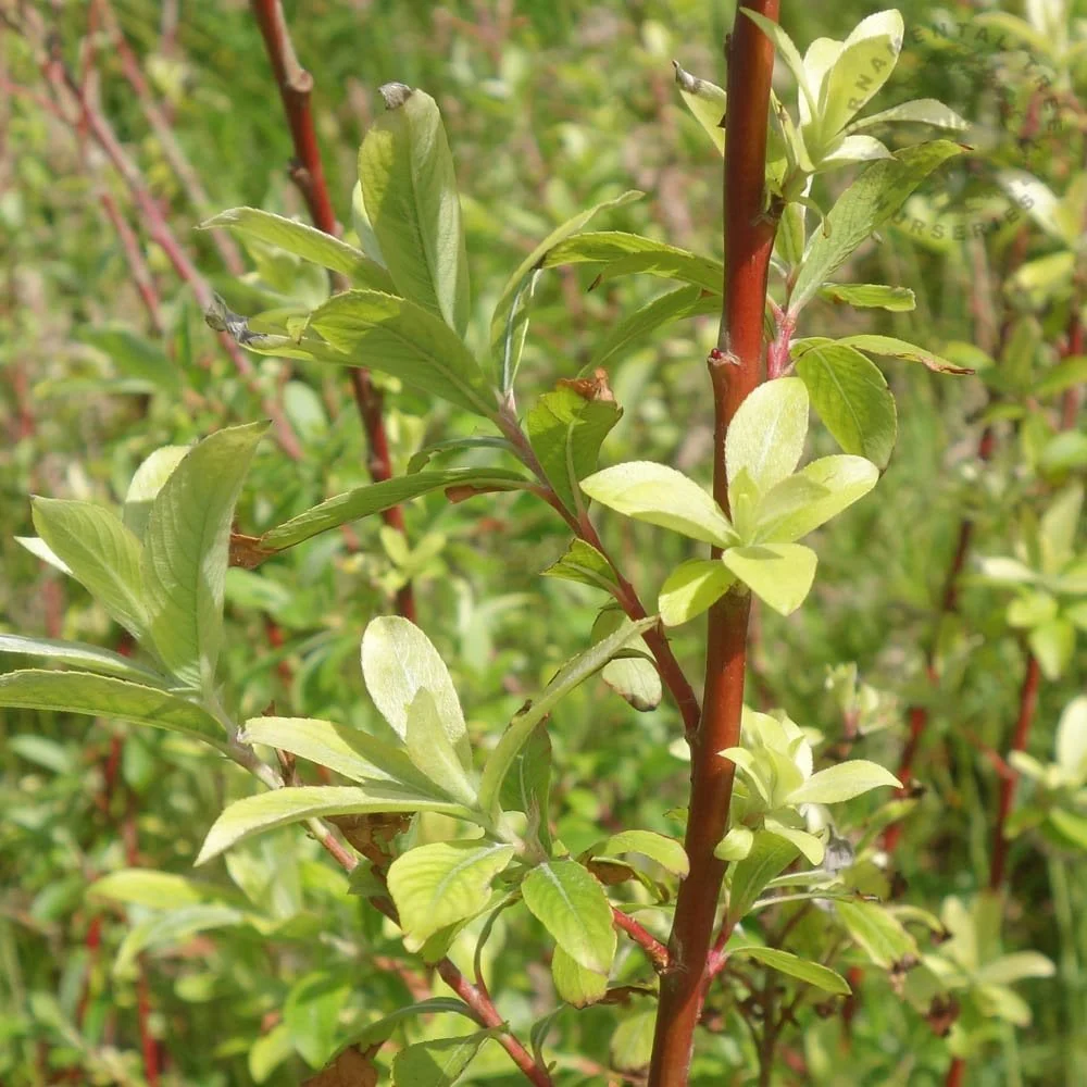 Salix gracilistyla 'Mount Aso' Tree - Image 3