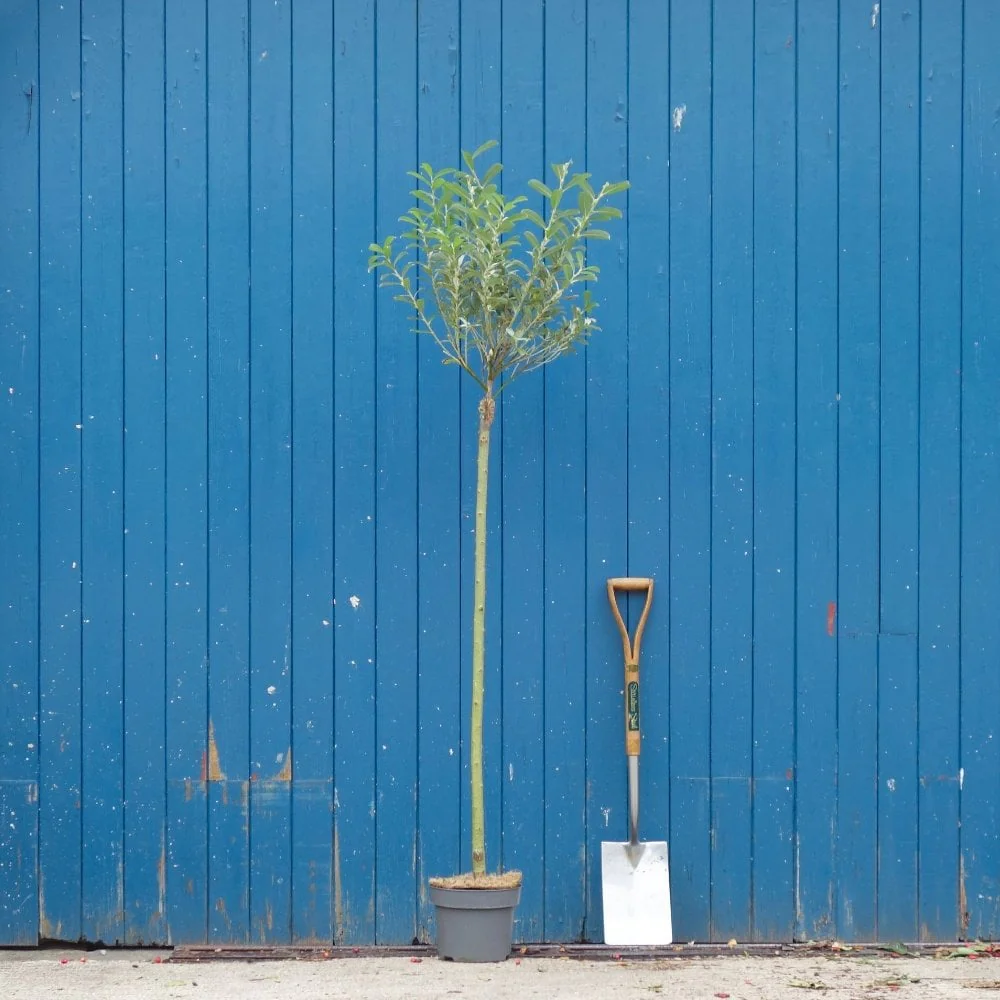 Salix gracilistyla 'Mount Aso' Tree - Image 4