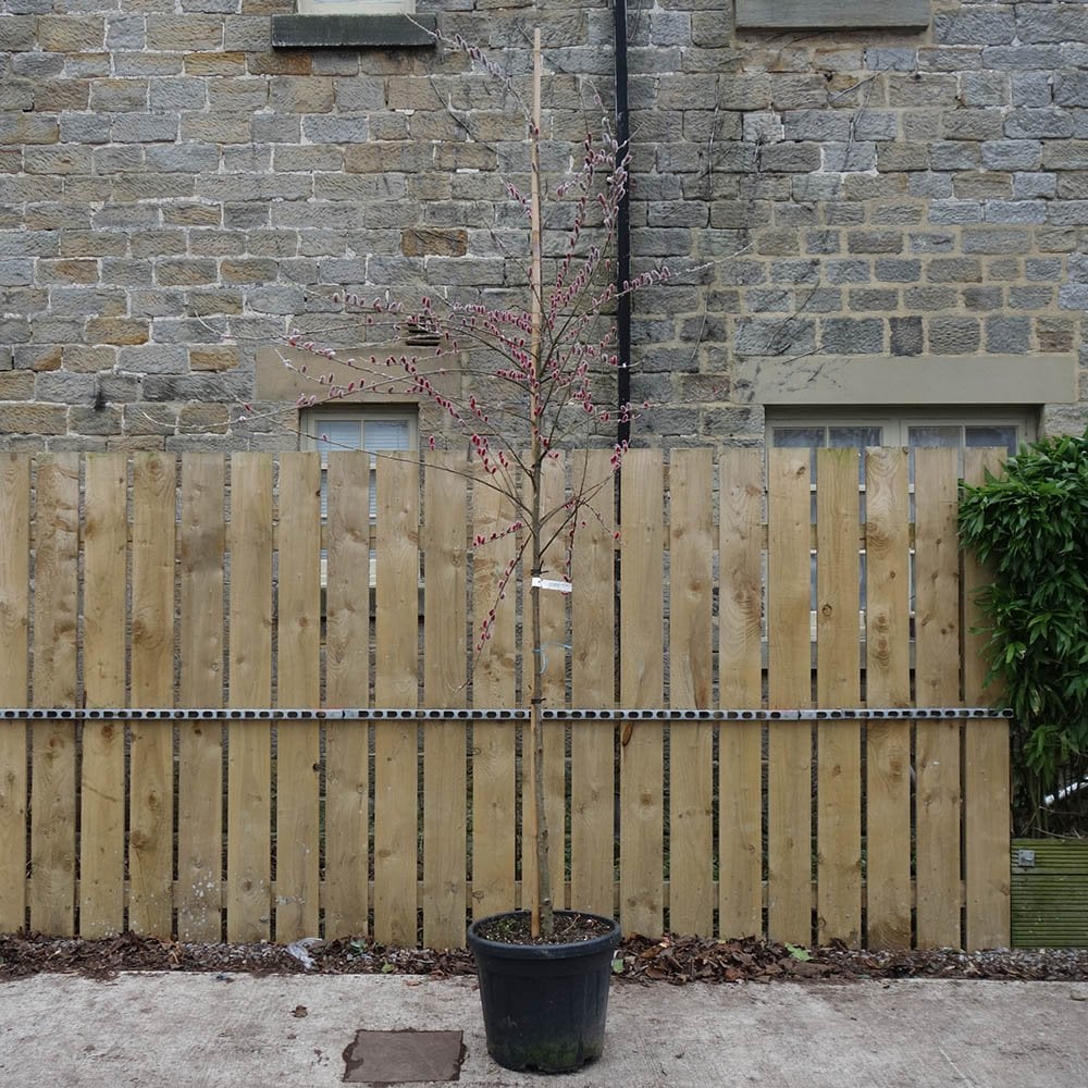 Salix gracilistyla 'Mount Aso' Tree - Image 5