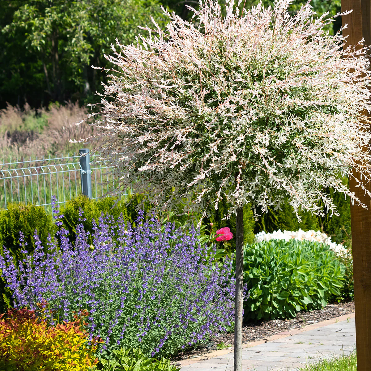 Salix integra 'Hakuro-Nishiki' Tree