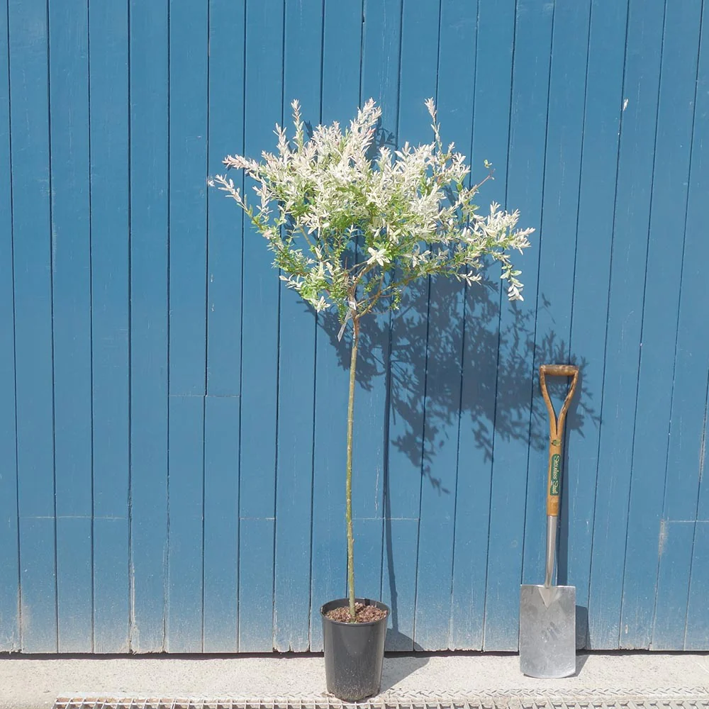 Salix integra 'Hakuro-Nishiki' Tree - Image 6