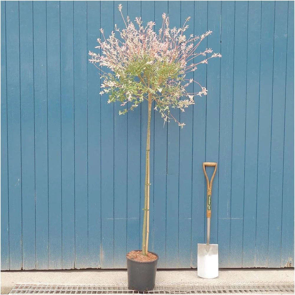 Salix integra 'Hakuro-Nishiki' Tree - Image 8