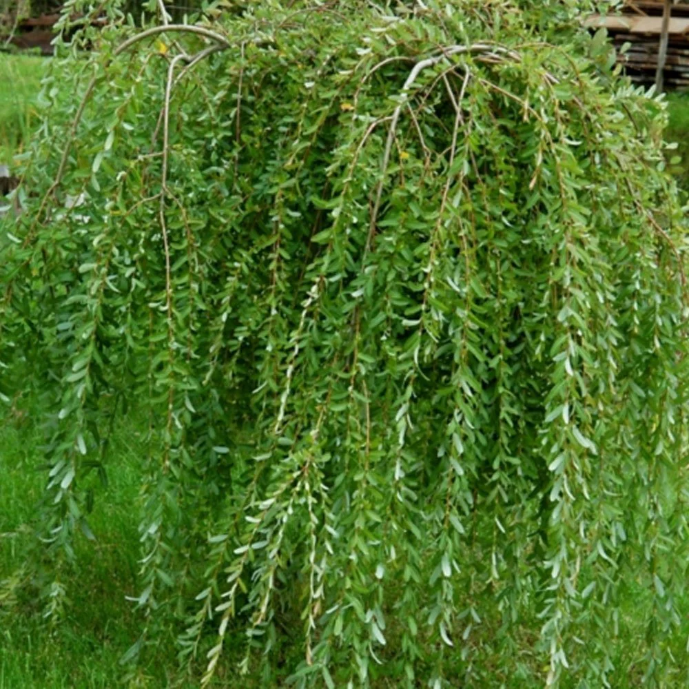 Salix integra Pendula Waterfall Tree