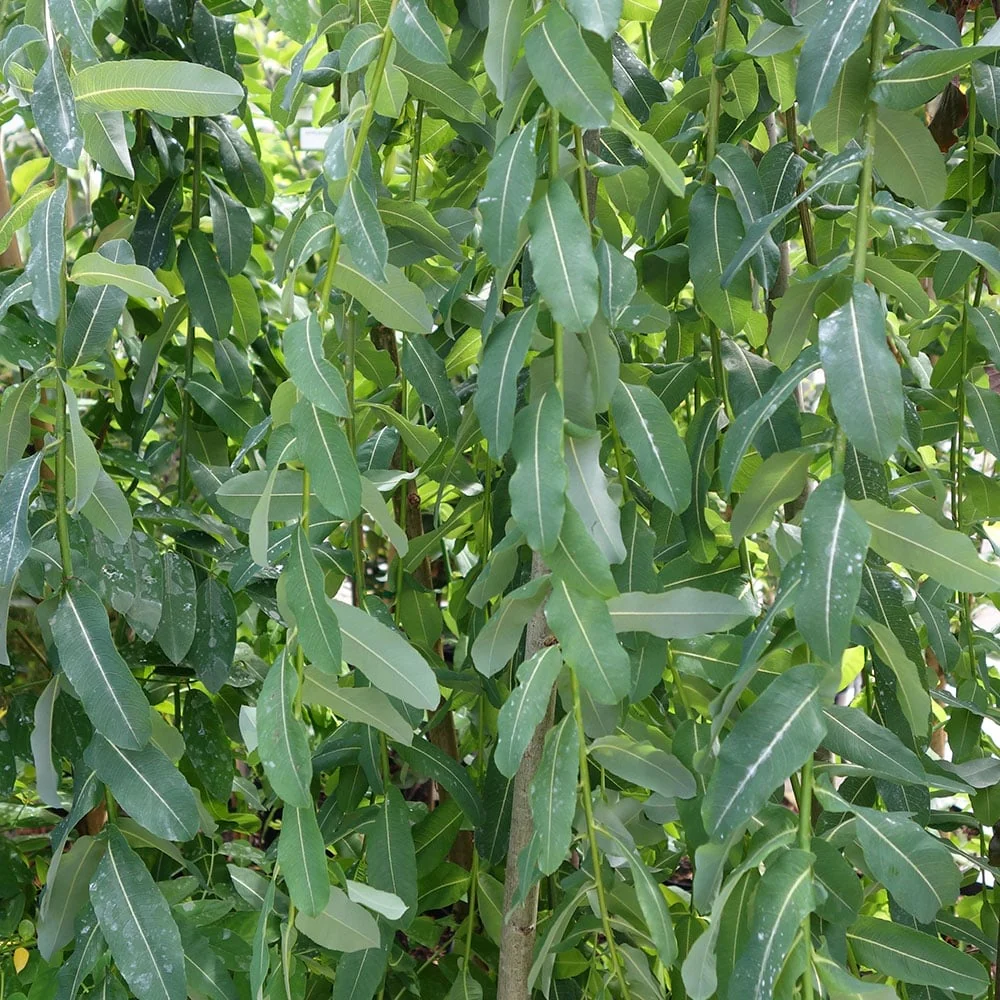 Salix integra Pendula Waterfall Tree - Image 2