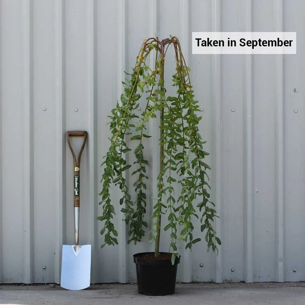 Salix integra Pendula Waterfall Tree - Image 4