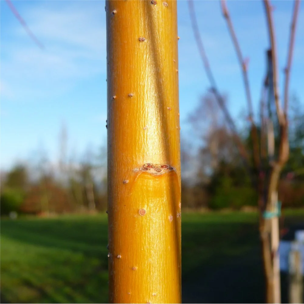 Salix x sepulcralis chrysocoma Tree - Image 3