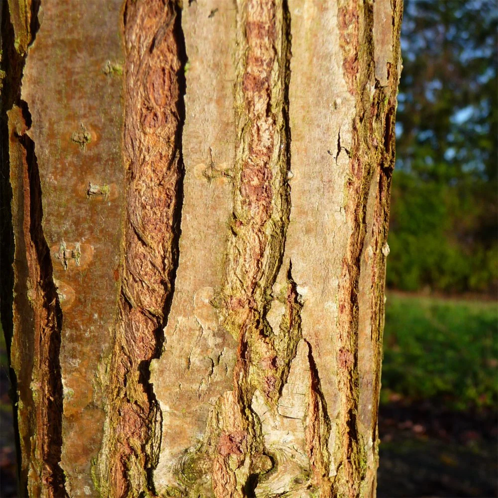 Salix x sepulcralis chrysocoma Tree - Image 4