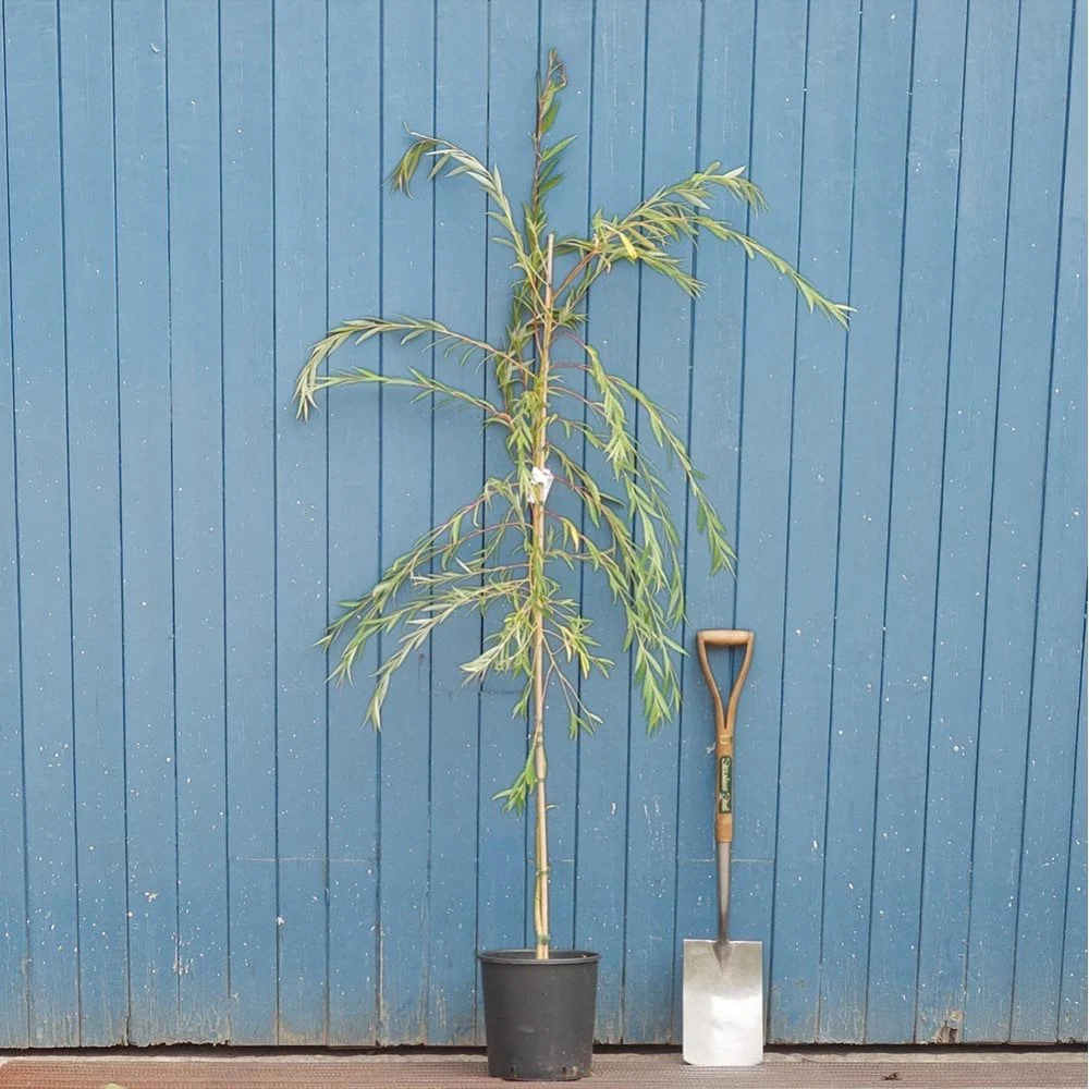 Salix x sepulcralis chrysocoma Tree - Image 5