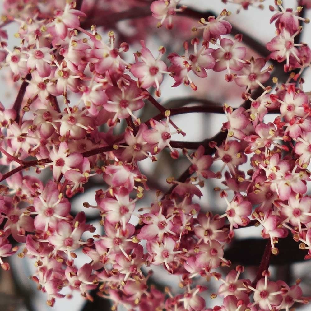 Sambucus nigra 'Black Lace' - Image 3