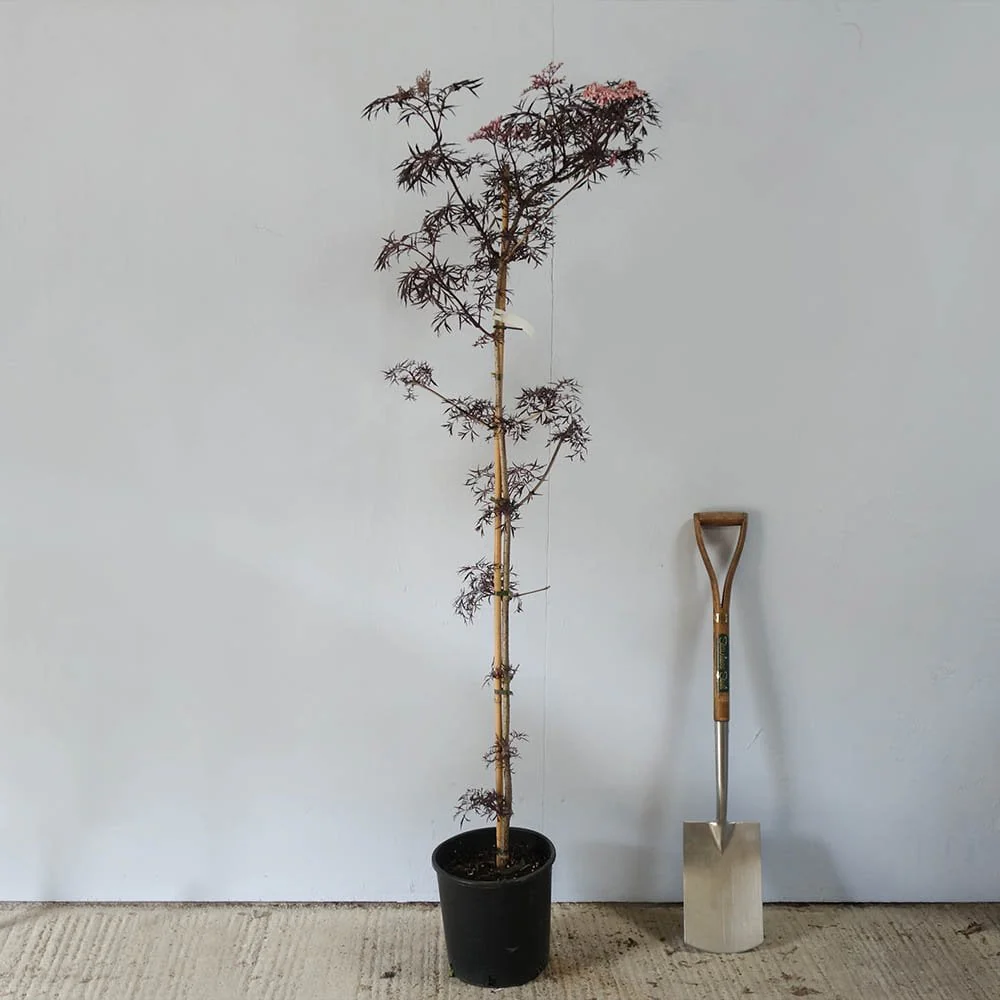 Sambucus nigra 'Black Lace' - Image 4