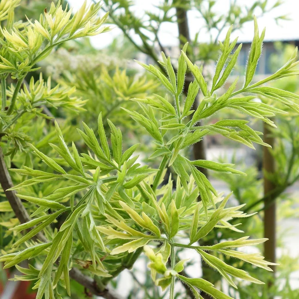 Sambucus nigra Golden Tower Tree - Image 3
