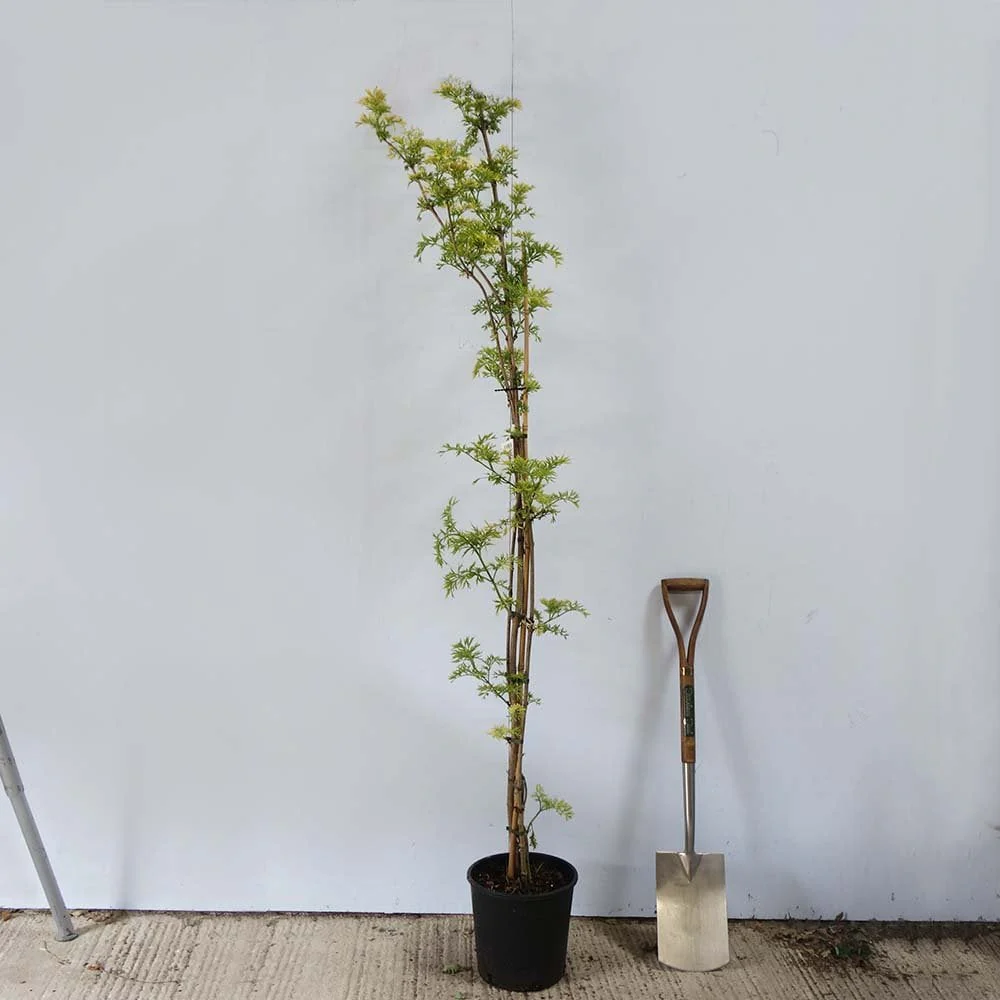Sambucus nigra Golden Tower Tree - Image 4