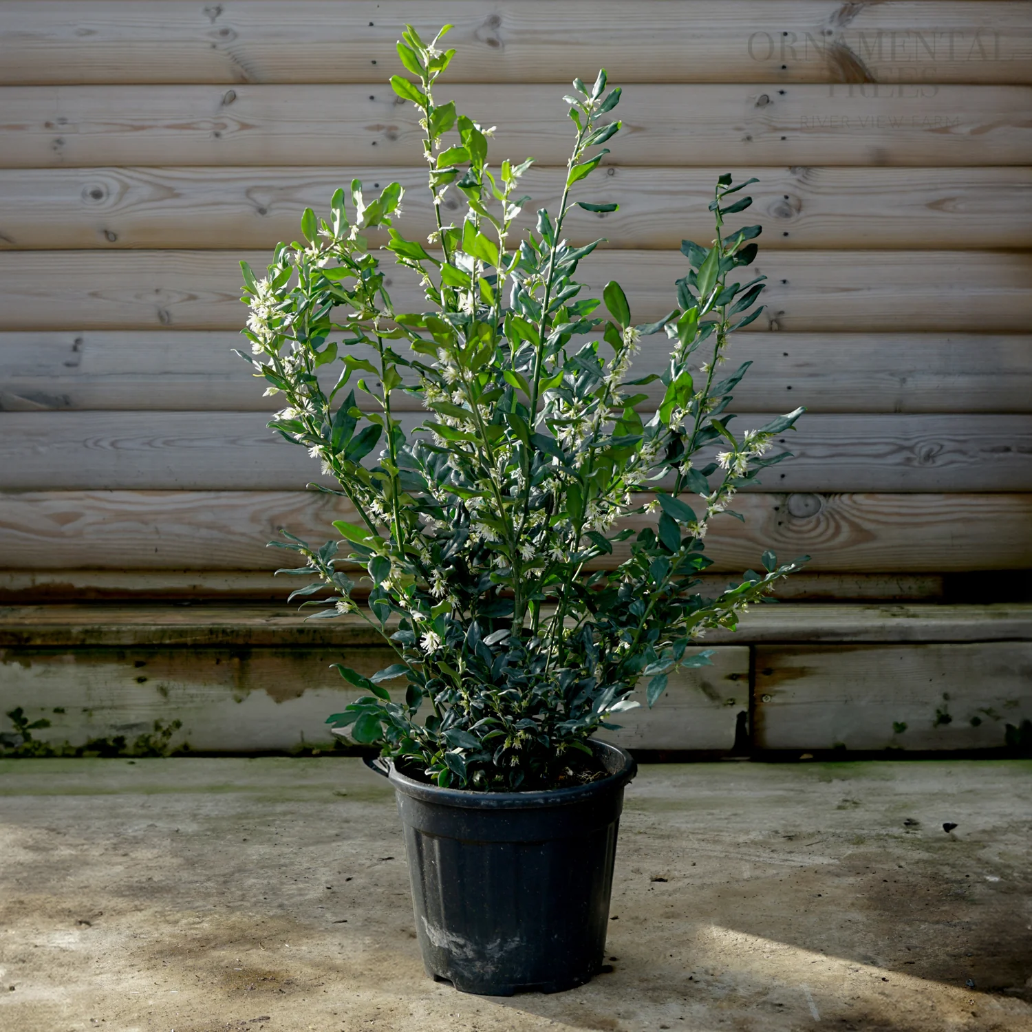 Sarcococca confusa Shrub - Image 2