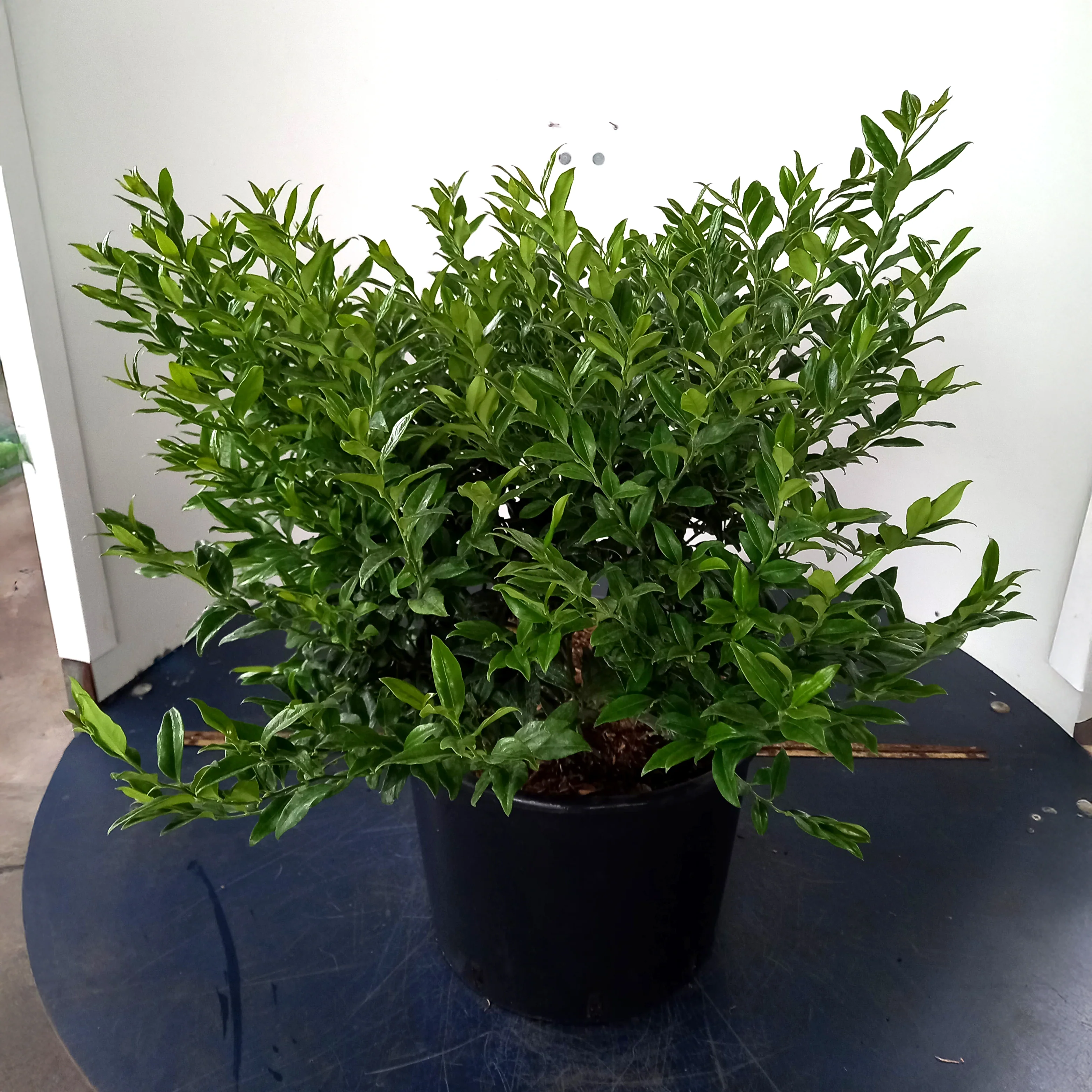 Sarcococca confusa Shrub - Image 3