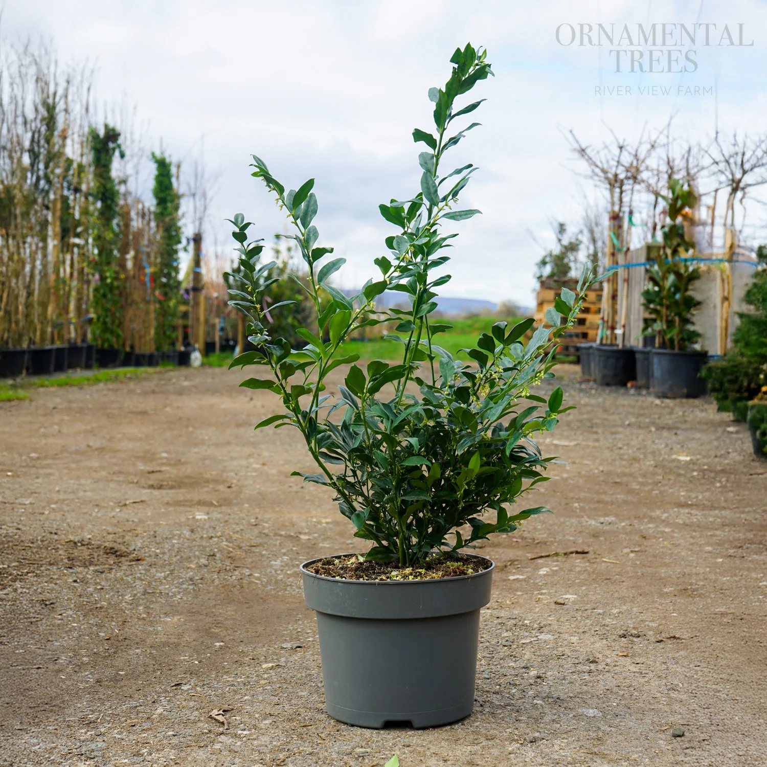 Sarcococca confusa Shrub - Image 4