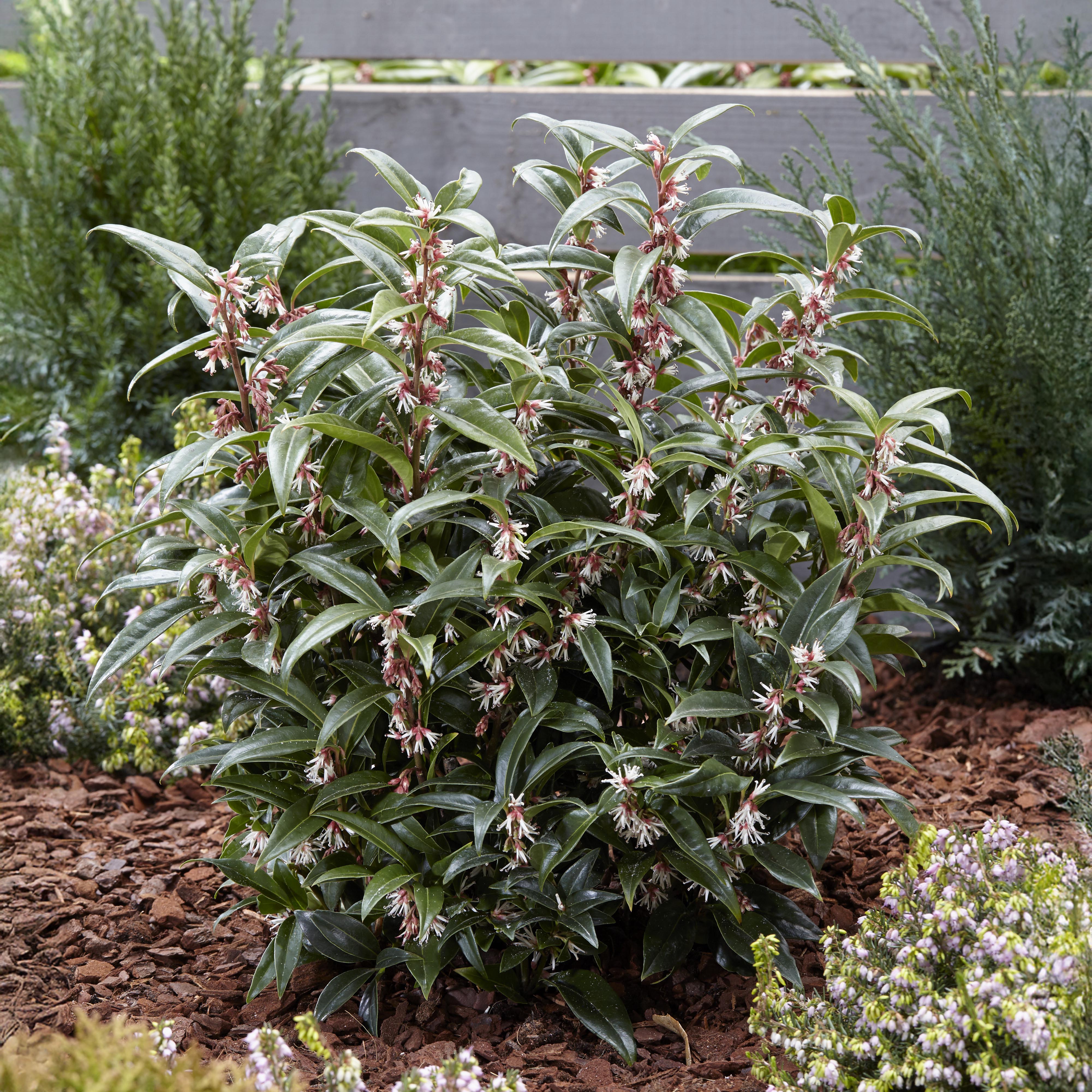 Sarcococca hookeriana Winter Gem Shrub - Image 2