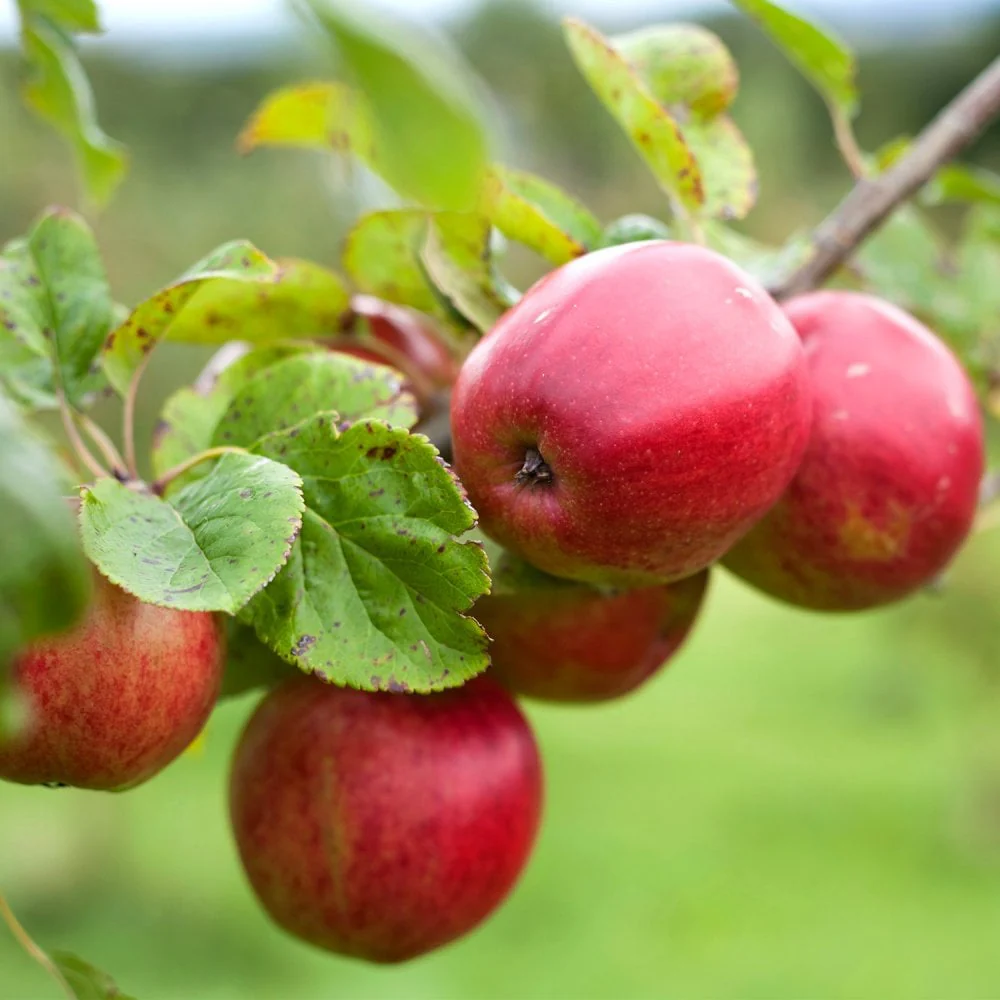 Saturn Apple Tree