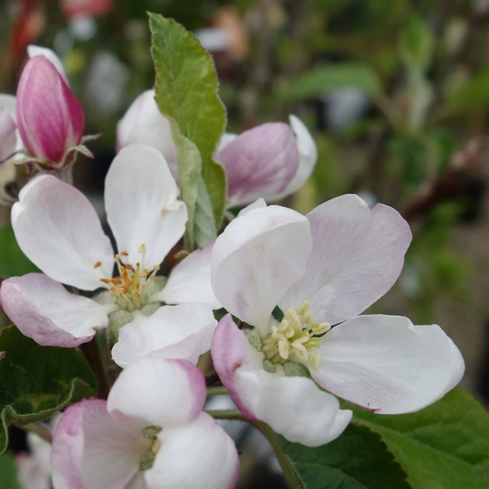 Scrumptious Apple Tree - Image 2