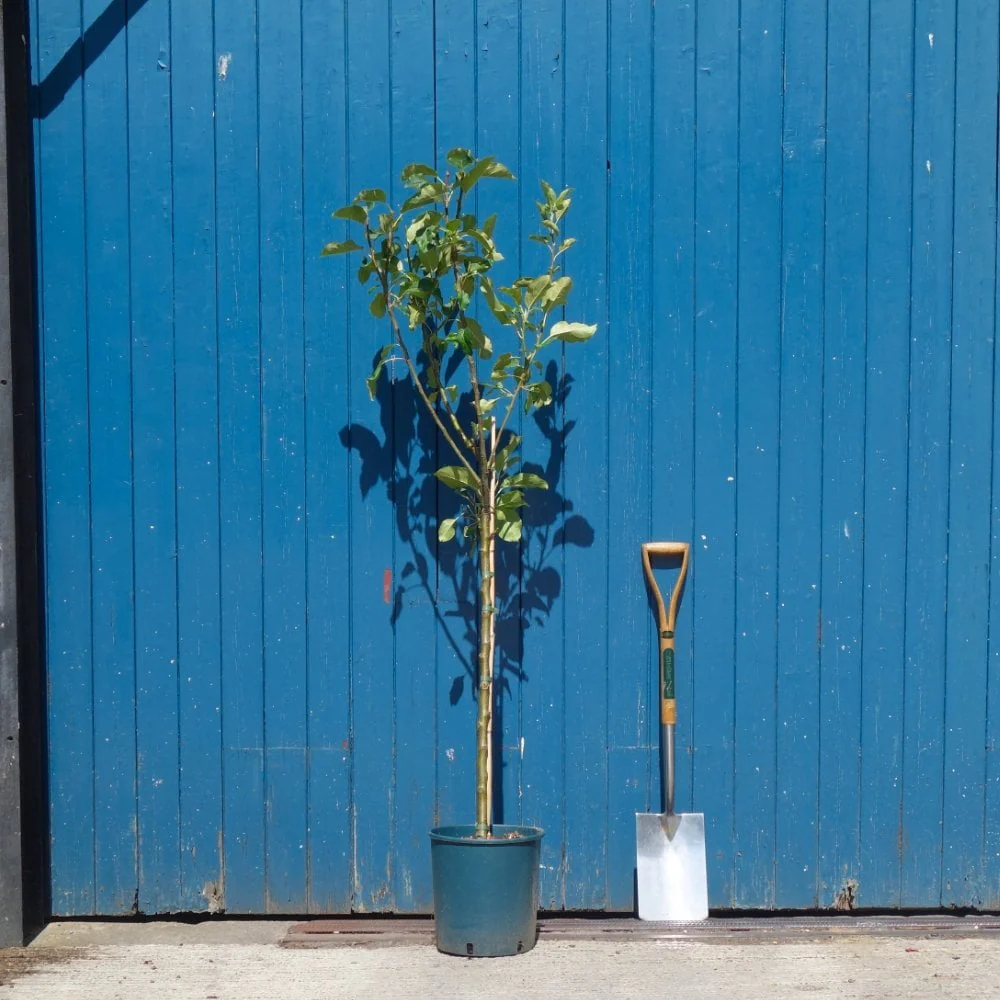 Scrumptious Apple Tree - Image 3