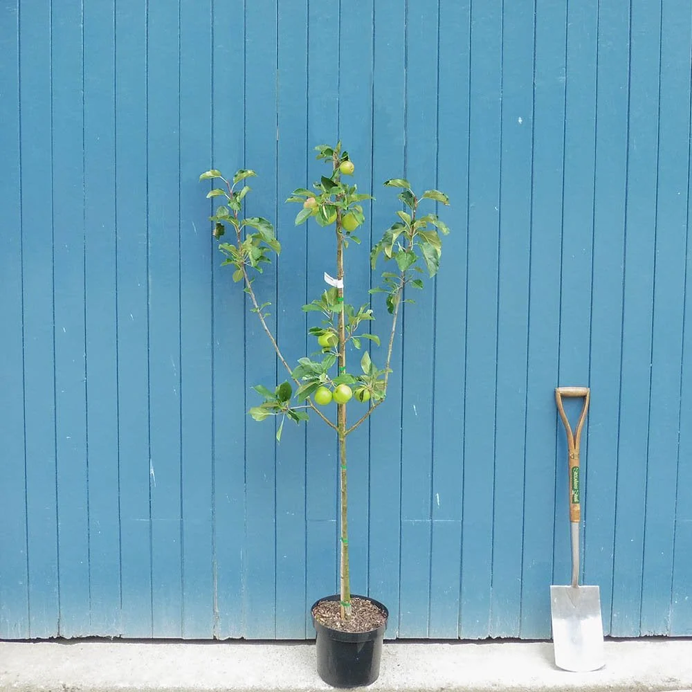 Scrumptious Apple Tree - Image 4