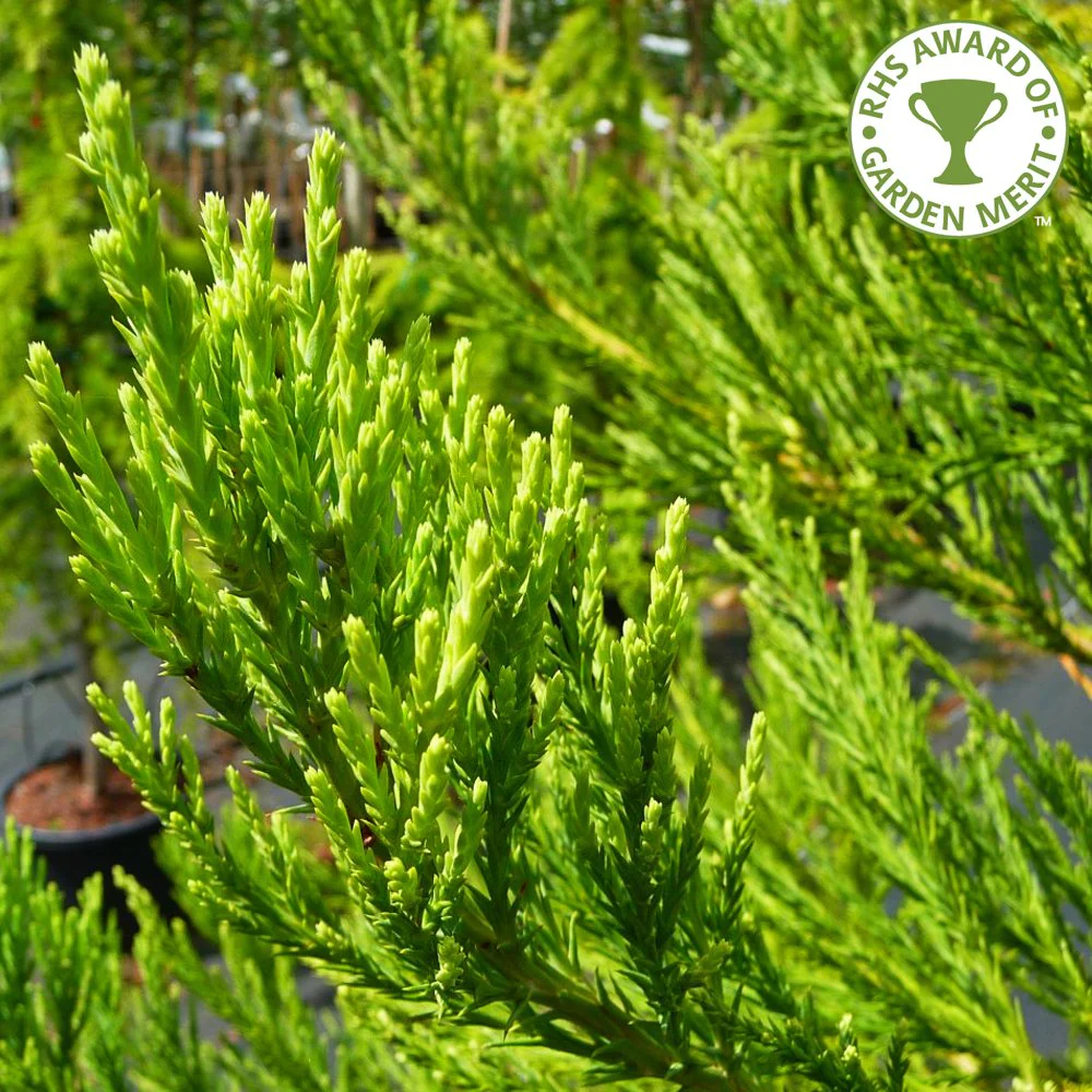 Sequoiadendron giganteum Tree