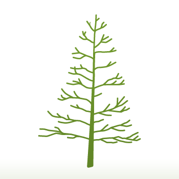 Sequoiadendron giganteum Tree - Image 2