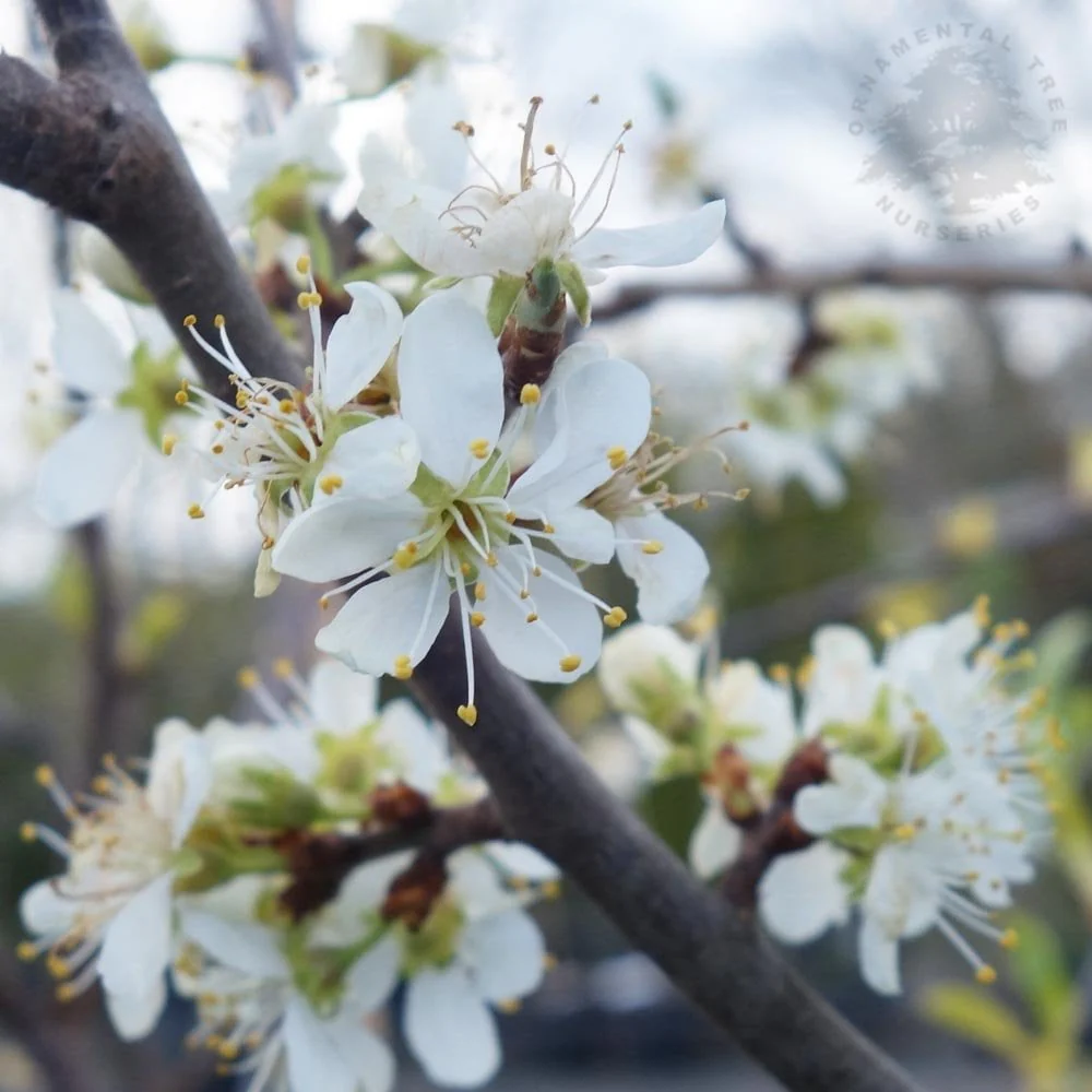Shropshire Prune Damson Tree - Image 3