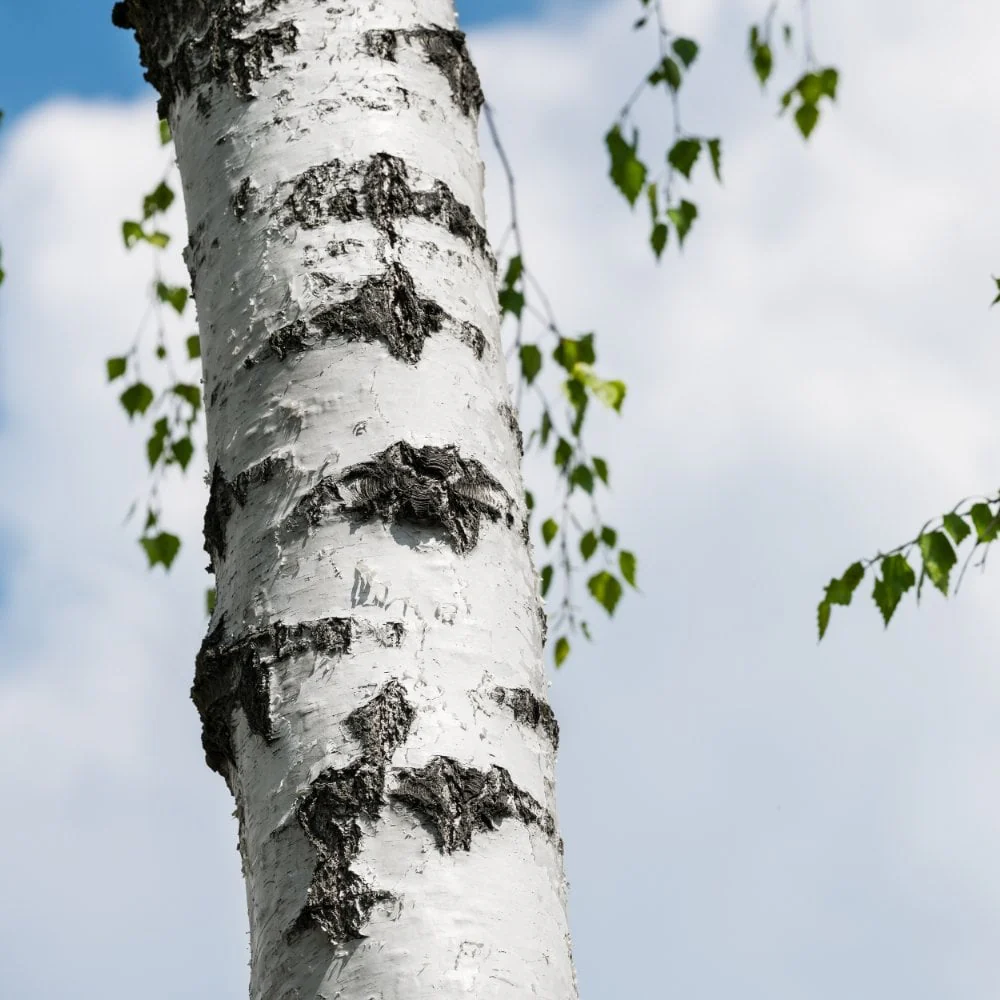 Silver Birch Trees Bundle