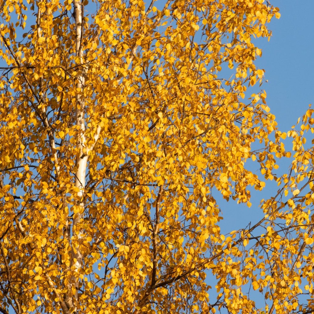 Silver Birch Trees Bundle - Image 2
