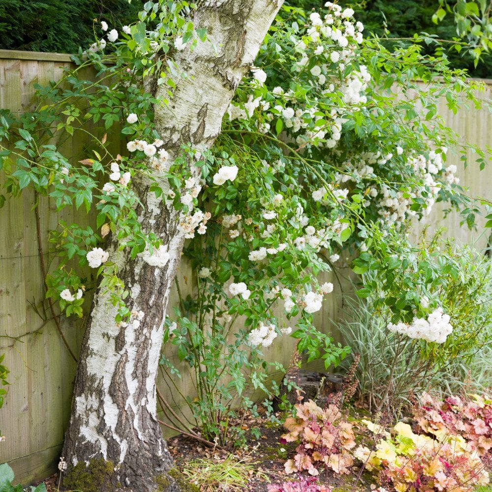 Silver Birch Trees Bundle - Image 3
