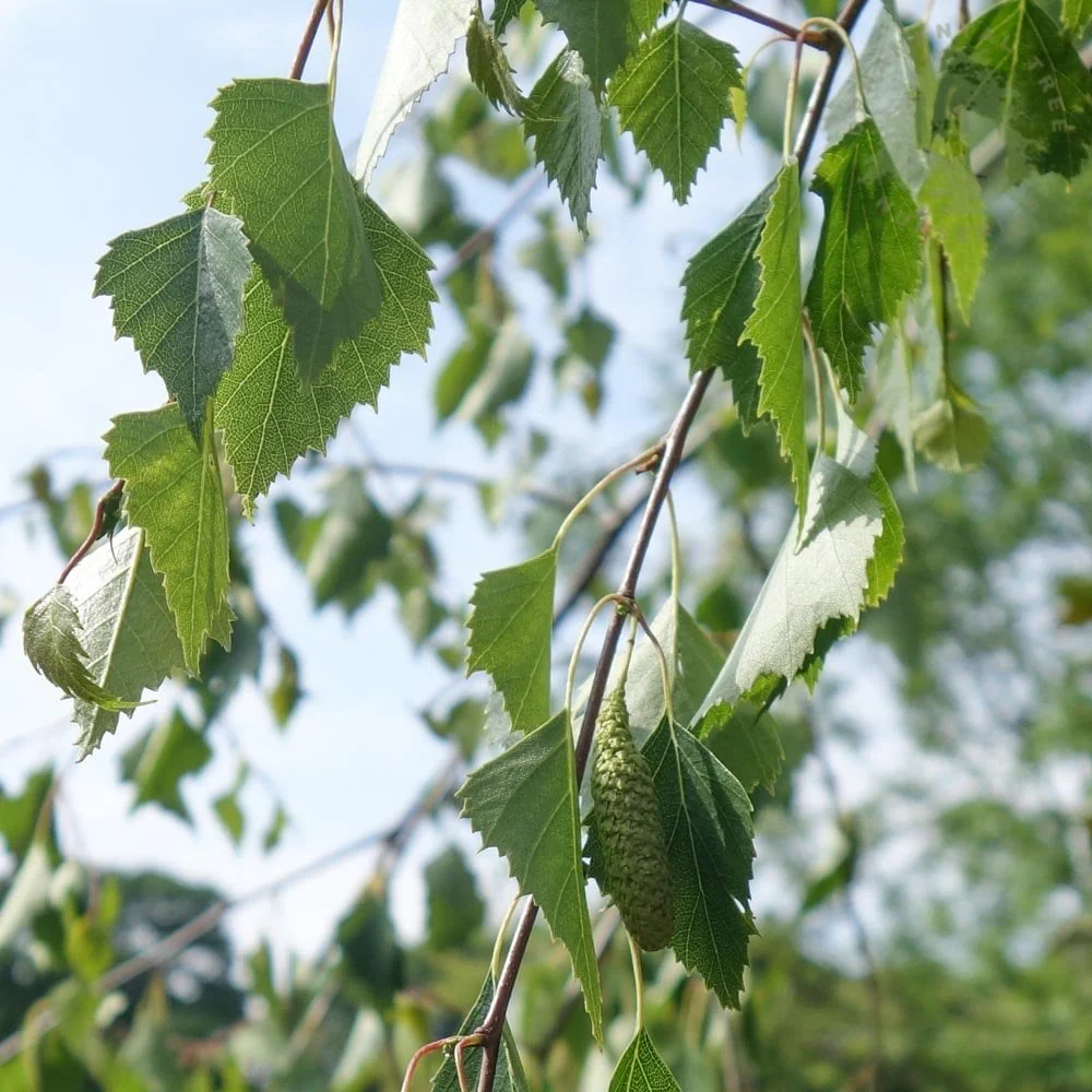 Silver Birch Trees Bundle - Image 4