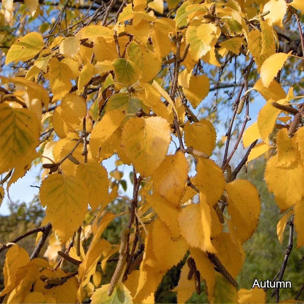 Silver Birch Trees Bundle - Image 5