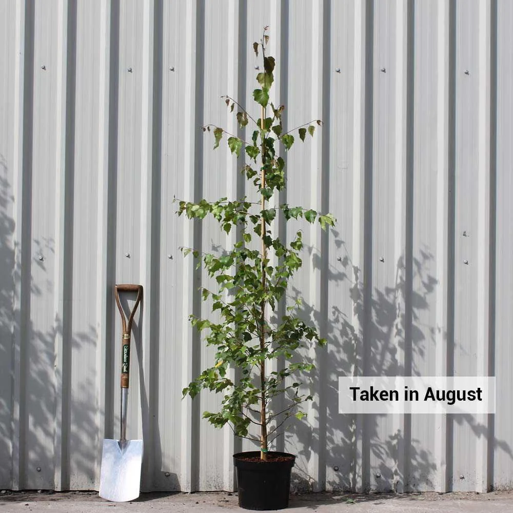 Silver Birch Trees Bundle - Image 6