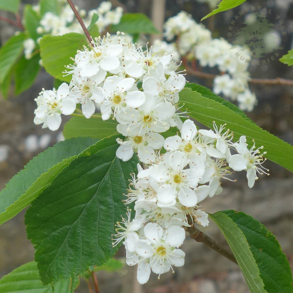 Sorbus alnifolia 'Red Bird' Tree
