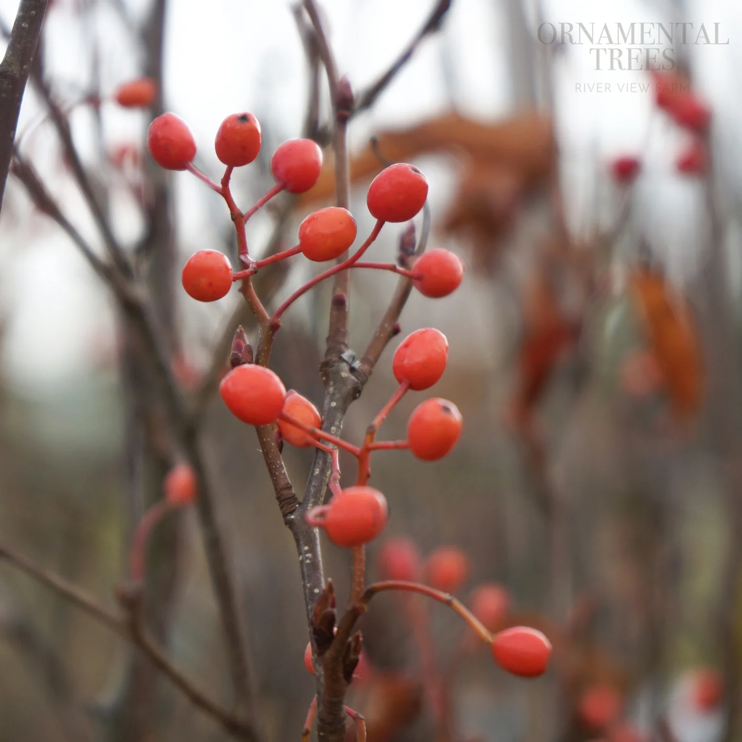 Sorbus alnifolia 'Red Bird' Tree - Image 2