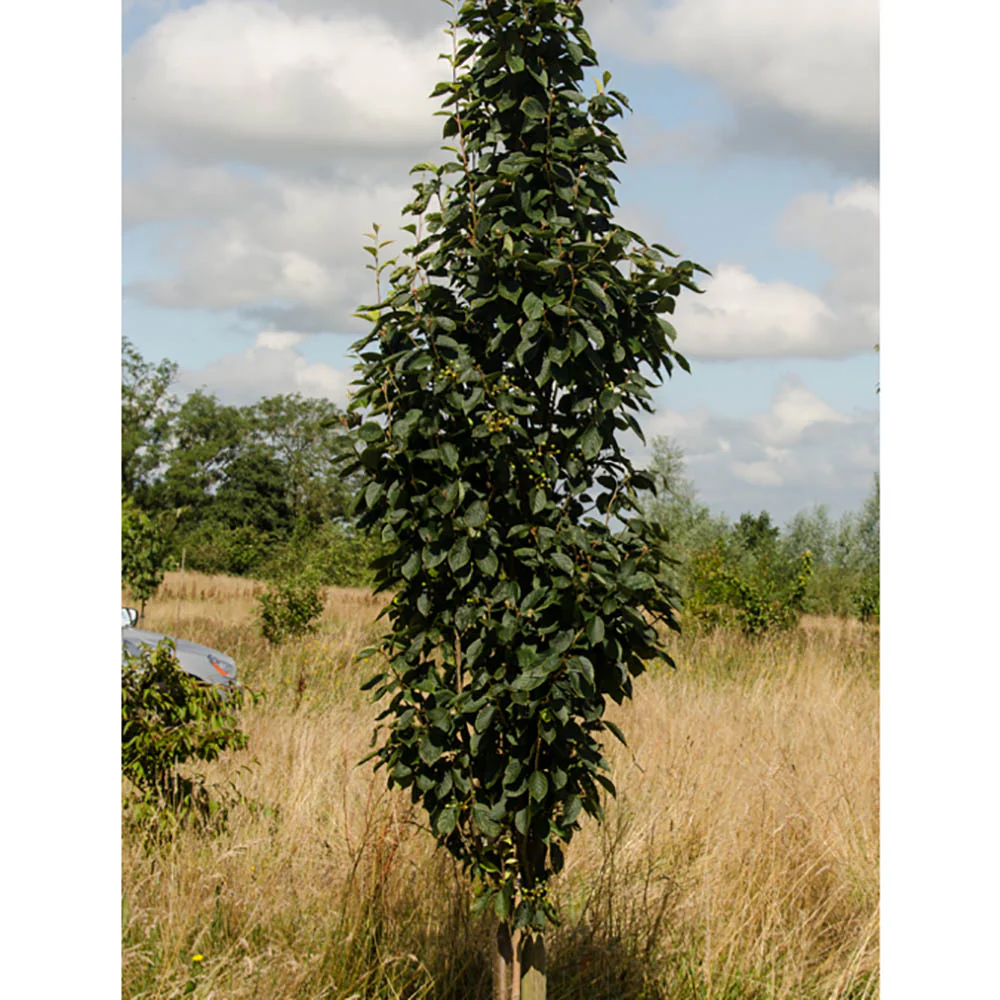 Sorbus alnifolia 'Red Bird' Tree - Image 3