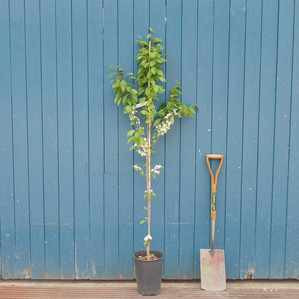 Sorbus alnifolia 'Red Bird' Tree - Image 4
