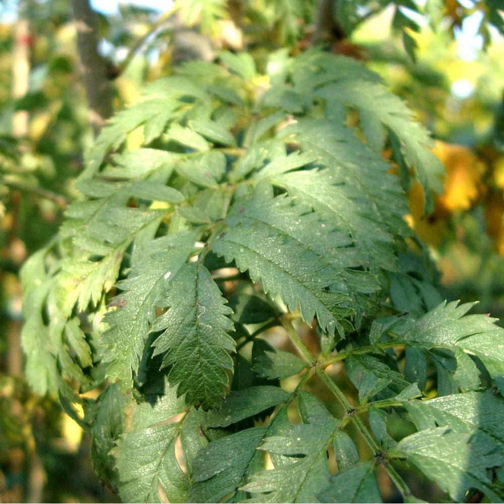 Sorbus aucuparia 'Asplenifolia' Tree - Image 2
