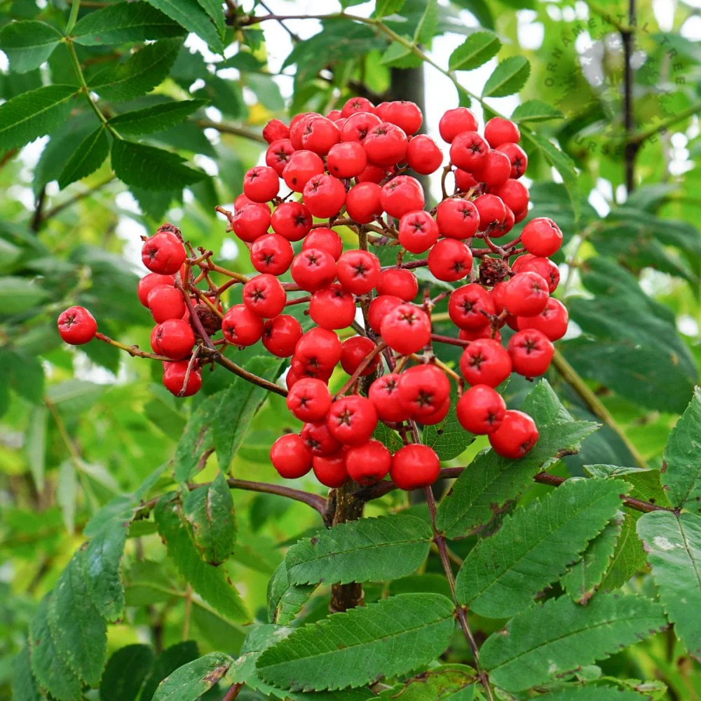 Sorbus aucuparia 'Cardinal Royal'