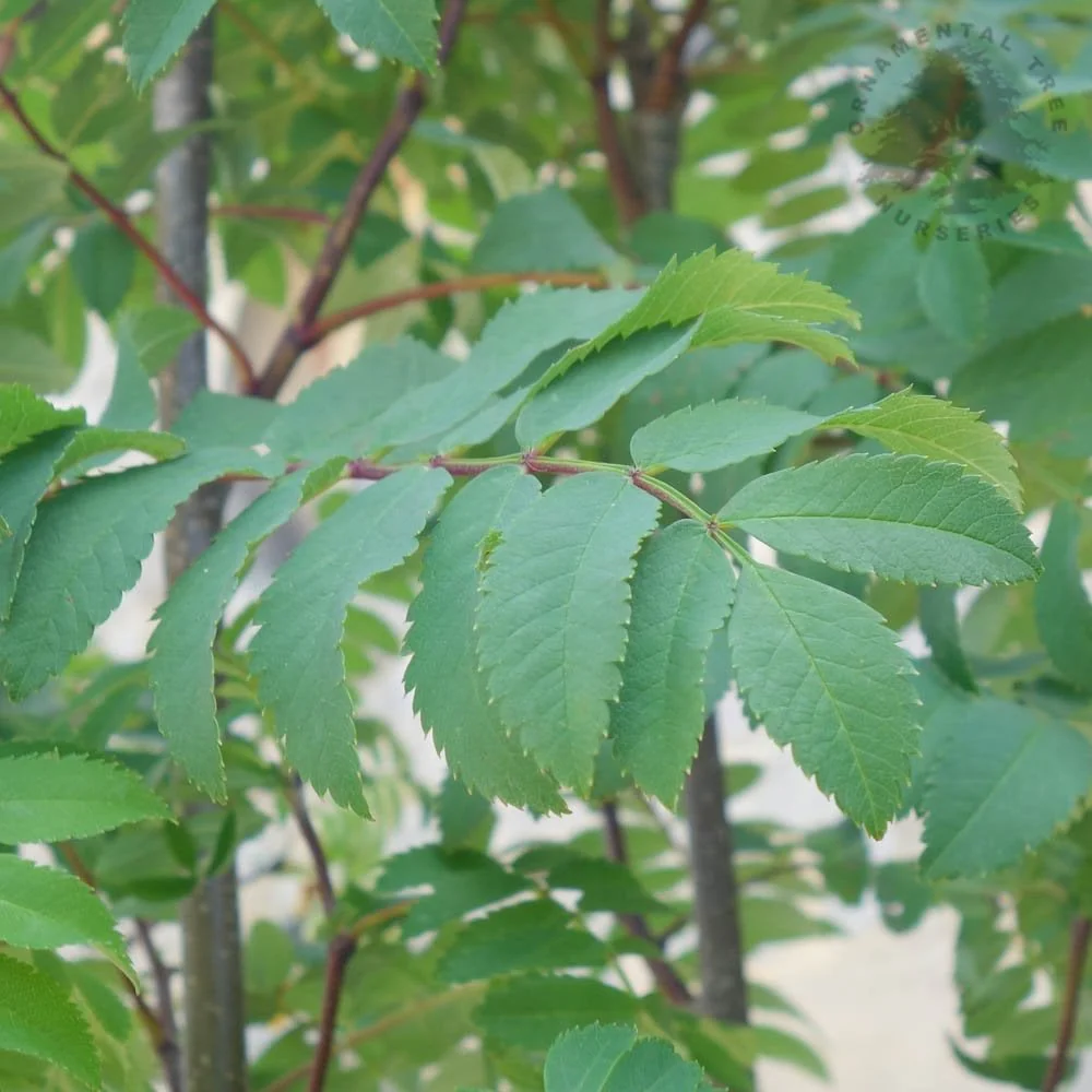 Sorbus aucuparia 'Cardinal Royal' - Image 2